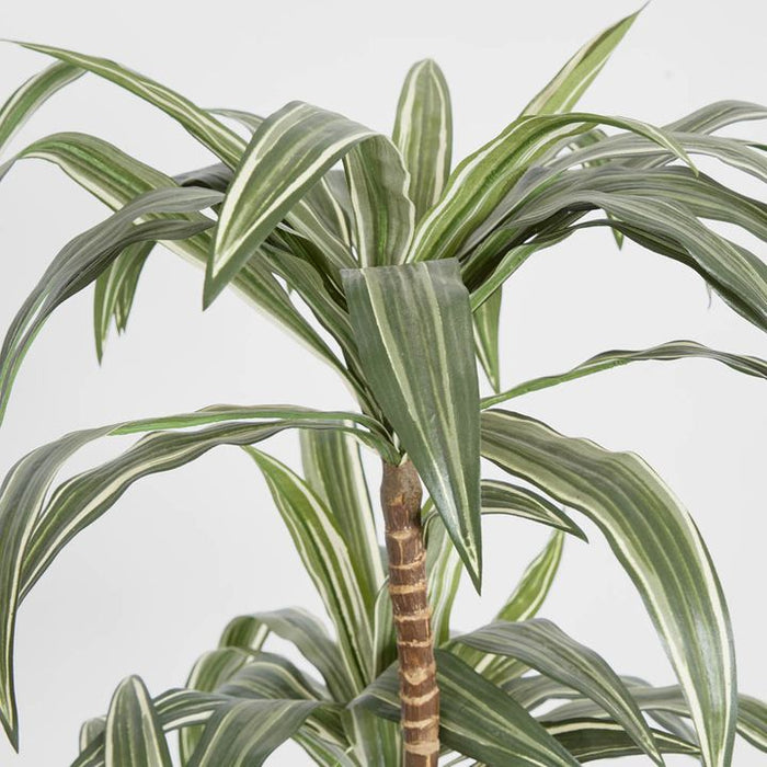 Variegated Dracaena 160cm