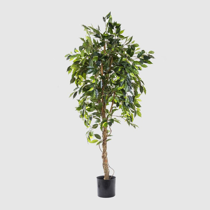 Ficus Vine Tree 180cm