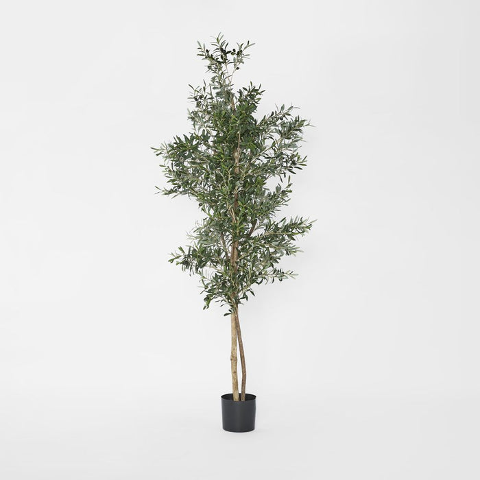 Olive Tree 200cm