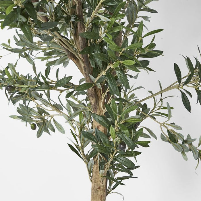 Olive Tree 200cm