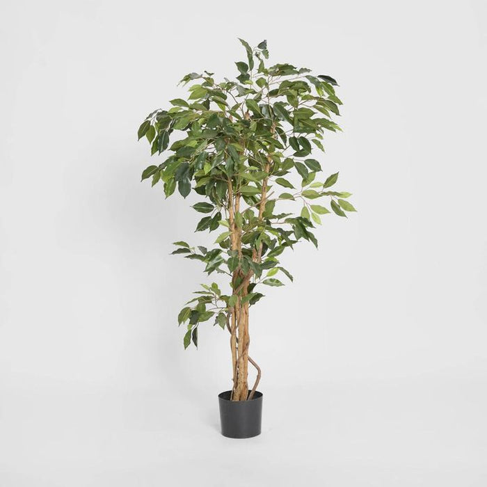 Ficus Tree 120cm