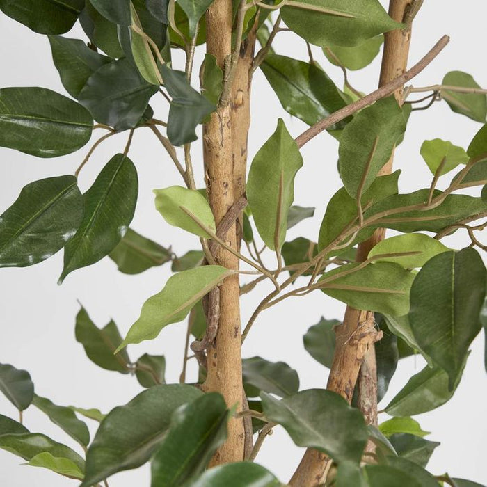 Ficus Tree 120cm