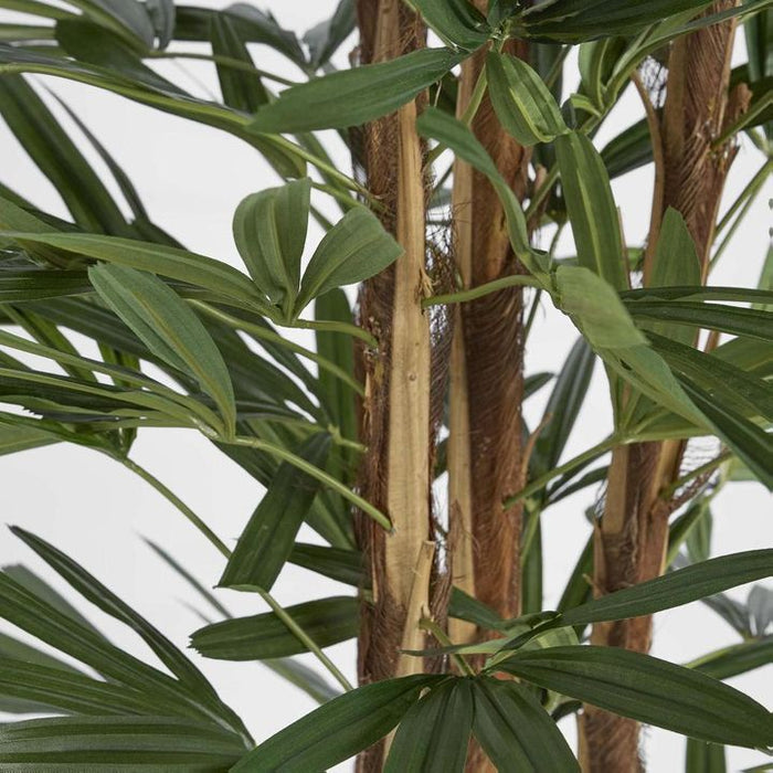Rhapis Palm Tree Thin Leaf 170cm