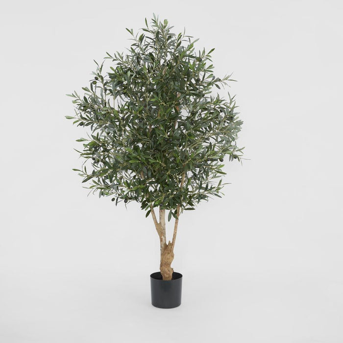 Olive Tree 150cm