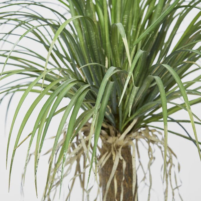 Grass Tree Small 110cm