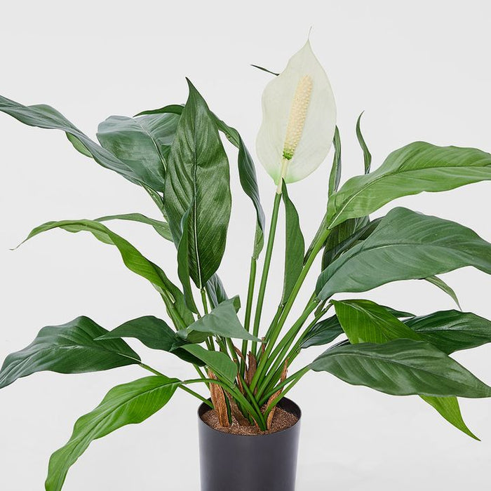 Spathiphyllum Lily Plant White 63cm