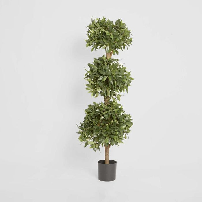 Sweet Bay Triple Ball Topiary Tree 170cm