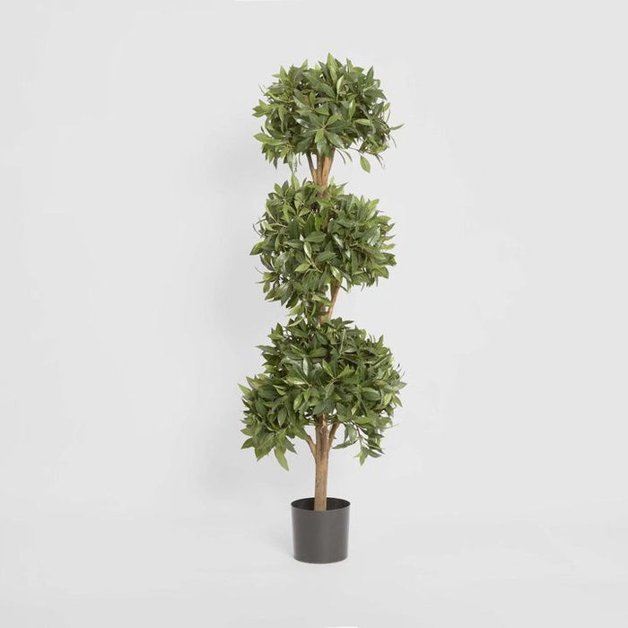 Sweet Bay Triple Ball Topiary Tree 170cm