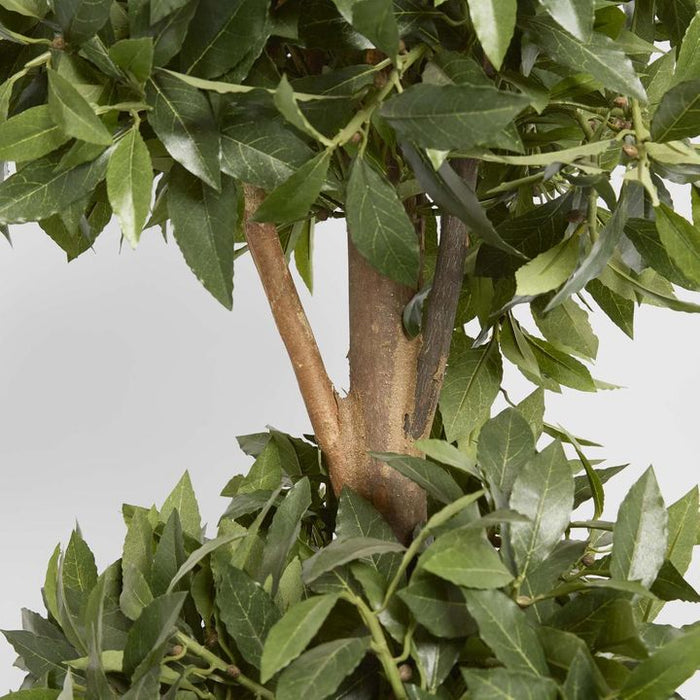 Sweet Bay Triple Ball Topiary Tree 170cm