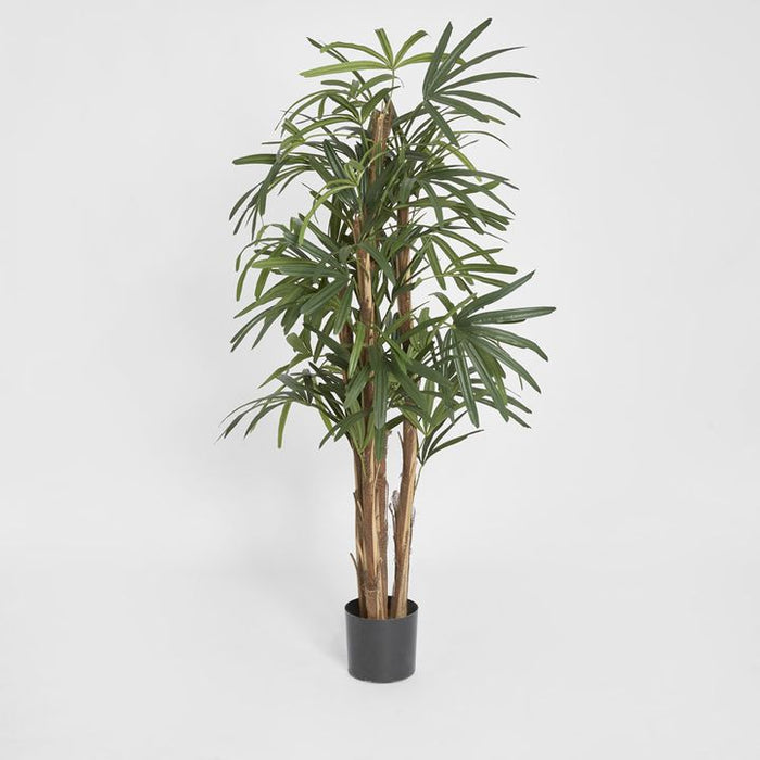 Rhapis Palm Tree 150cm