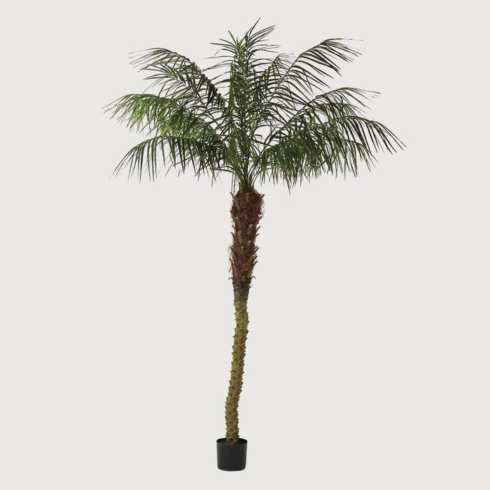 Phoenix Palm Tree 240cm