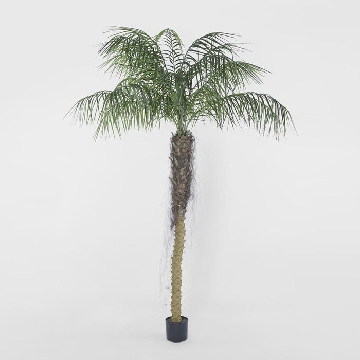 Phoenix Palm Tree 210cm