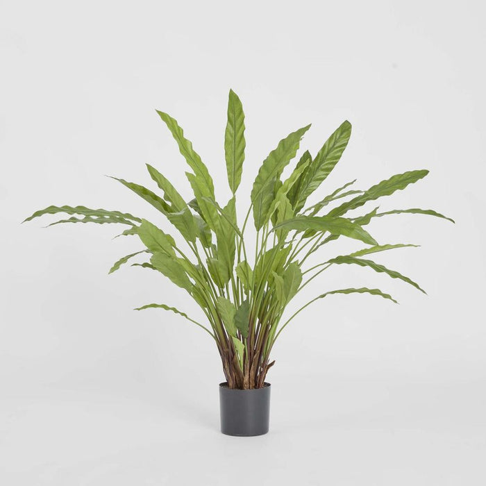 Calathea Potted Bush 82cm