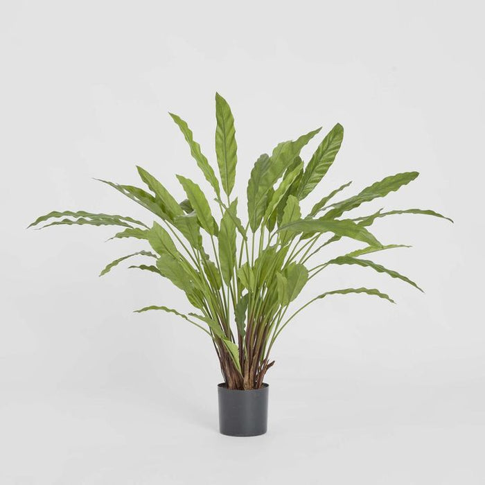 Calathea Potted Bush 82cm