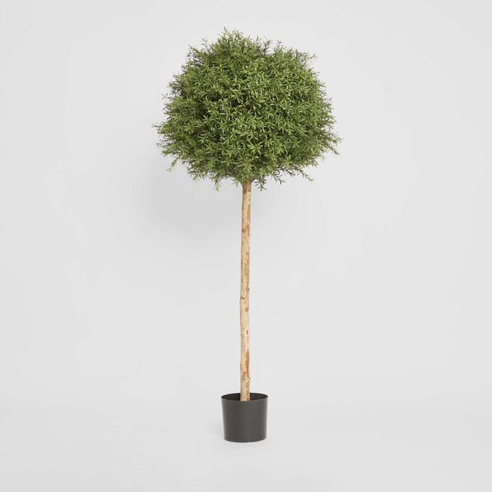 Rosemary Ball Topiary Tree 145cm