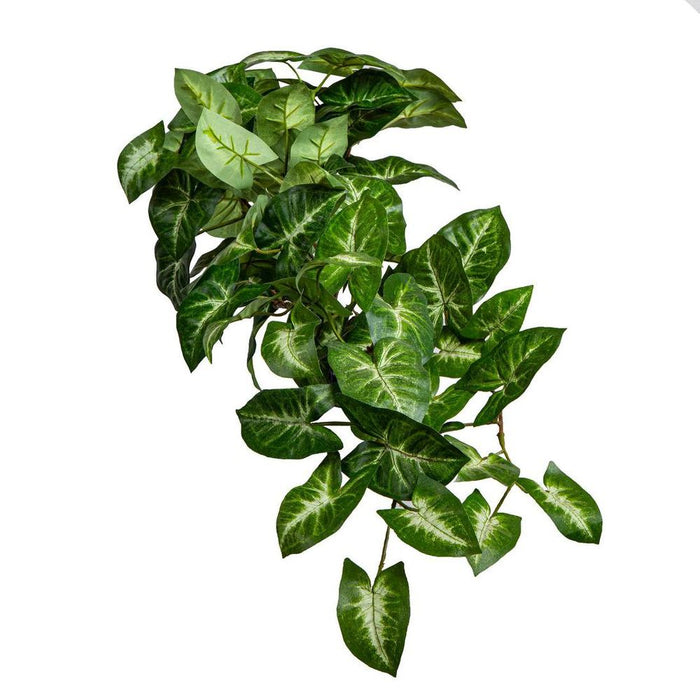Syngonium Hanging Bush 60cm Pack of 6