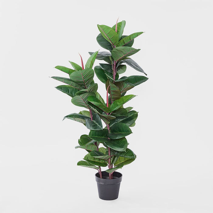 Rubber Tree 130cm