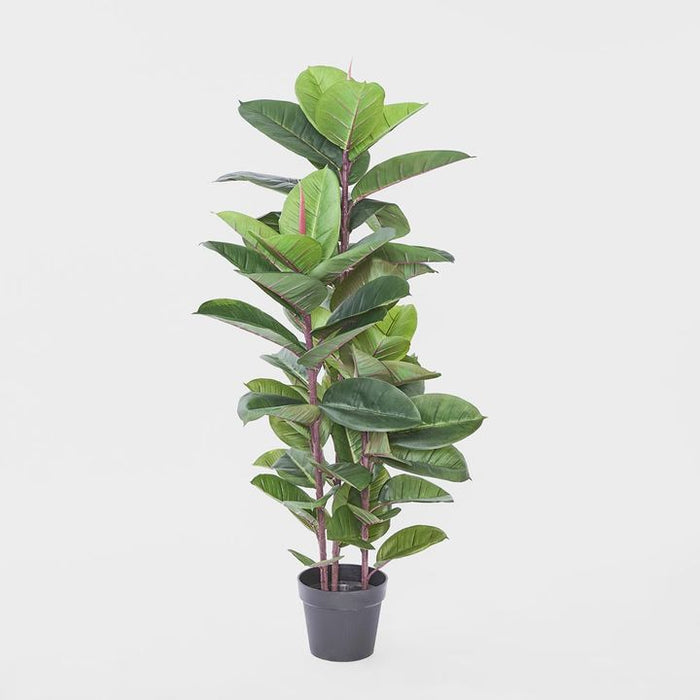 Rubber Tree 130cm
