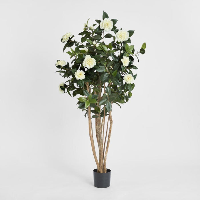 Camellia Japonica Tree White 160cm
