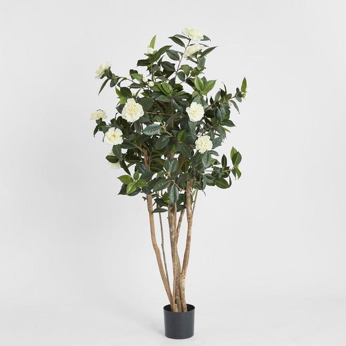 Camellia Japonica Tree White 160cm