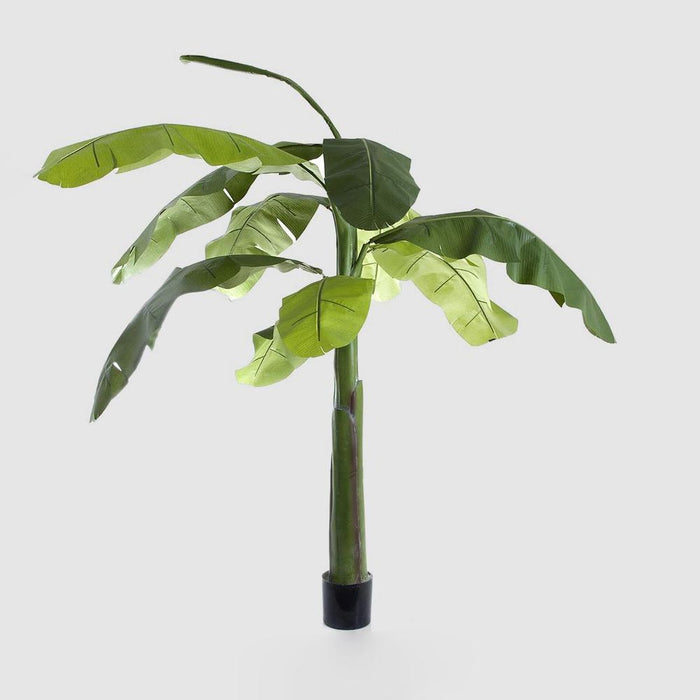 Banana Tree 240cm