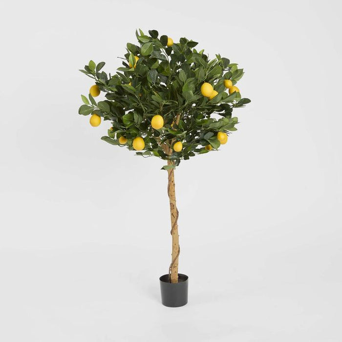 Golden Lemon Tree 90cm