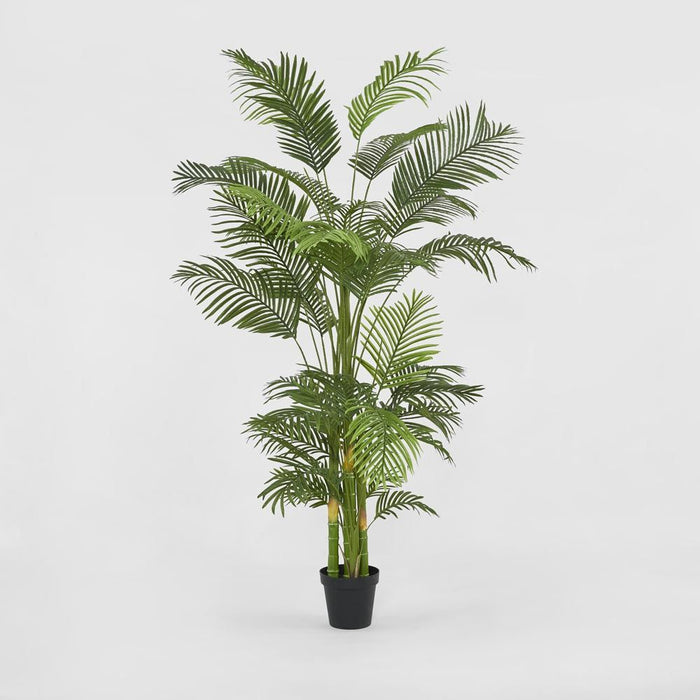 Real Touch Green Palm Tree In Black Pot 210cm