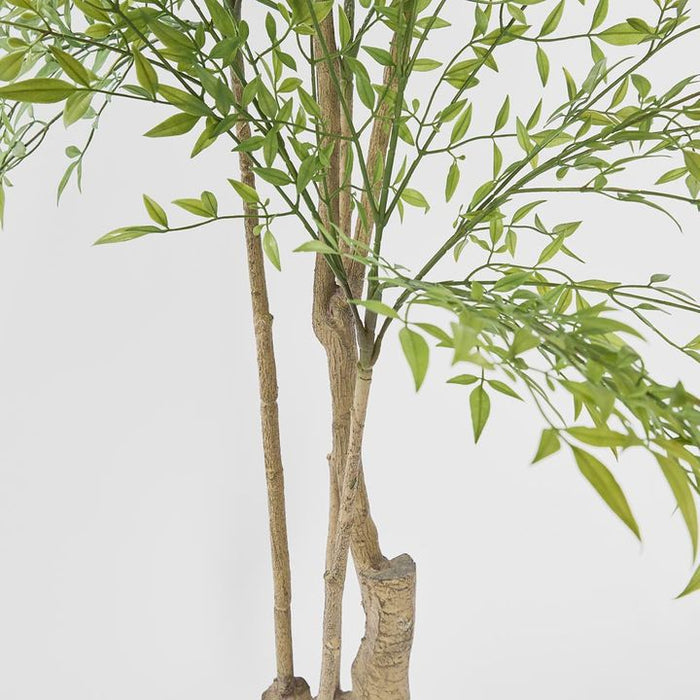Nandina Green Tree 180cm
