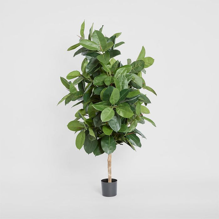 Rubber Plant Tree 170cm