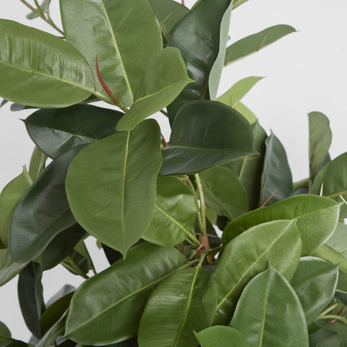 Rubber Plant Tree 170cm