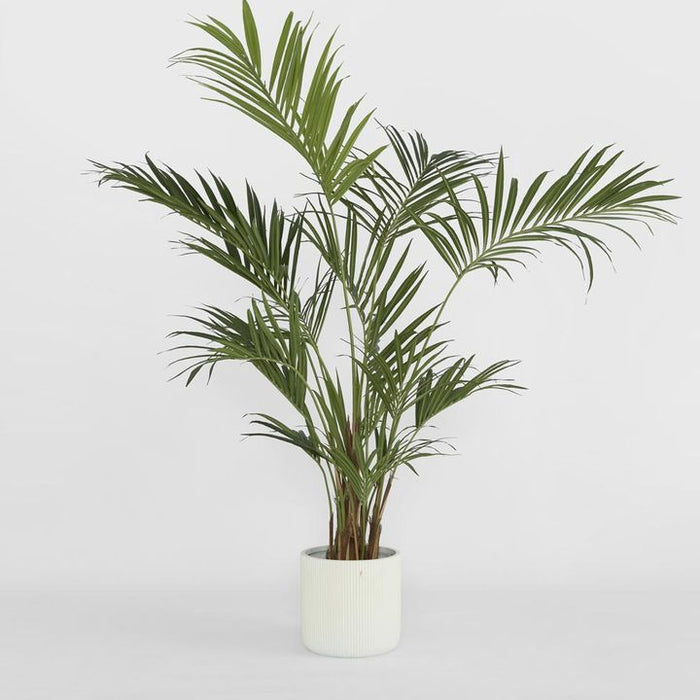 Kentia Palm Tree 210cm