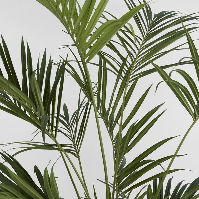 Kentia Palm Tree 210cm
