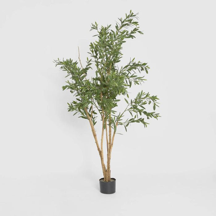 Olive Tree 120cm