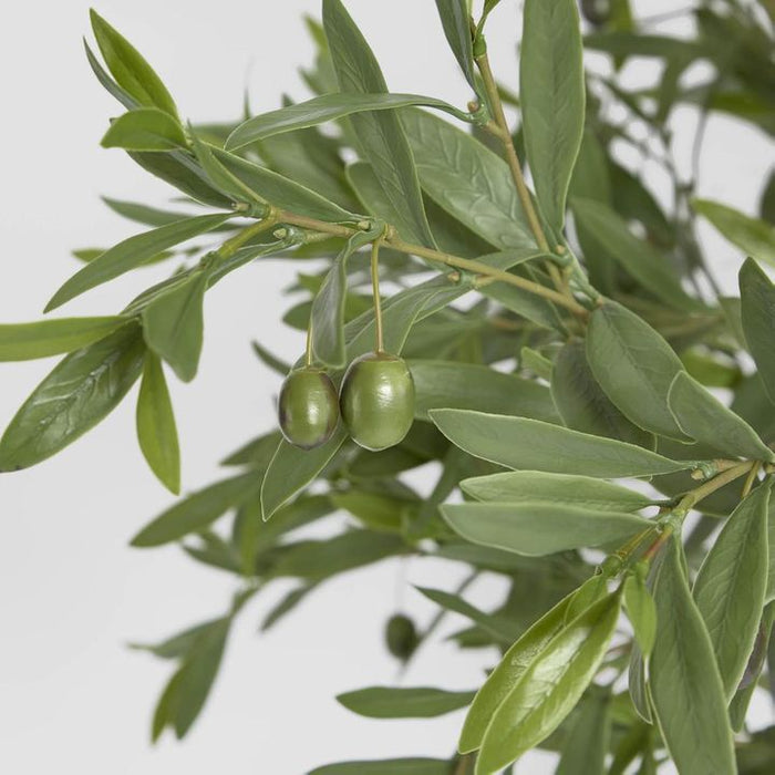 Olive Tree 120cm