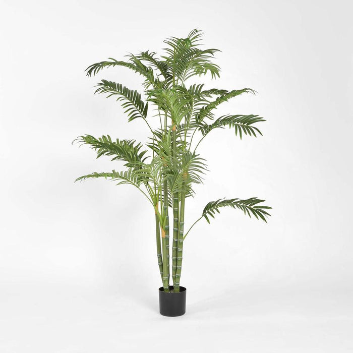 Areca Palm Tree Multi Trunk 150cm