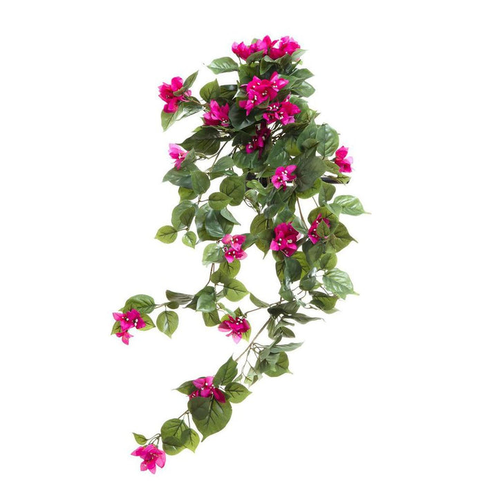 Bougainvillea Bush 90cm Magenta Pack of 6