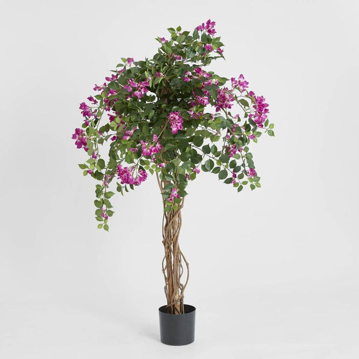 Bougainvillea Tree 160cm