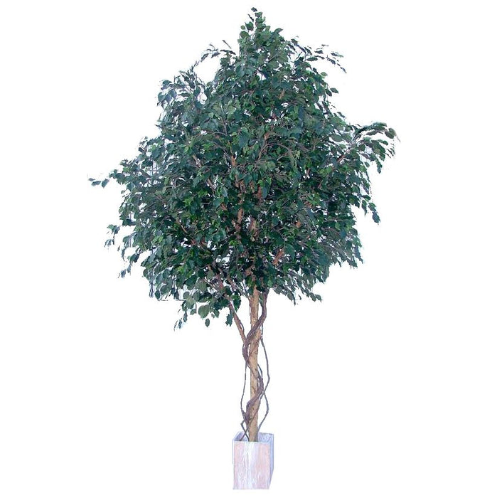 Ficus Exotica Giant Tree 305cm