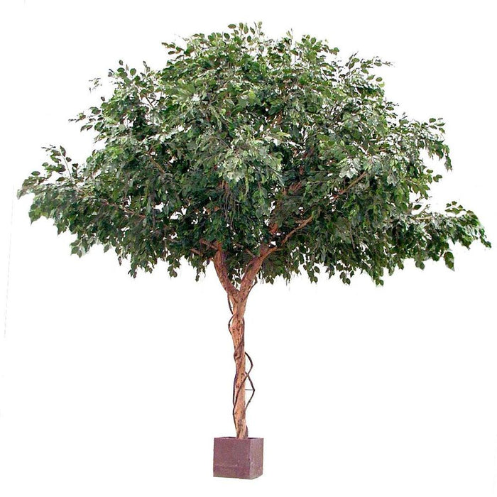 Ficus Exotica Giant Tree 300cm