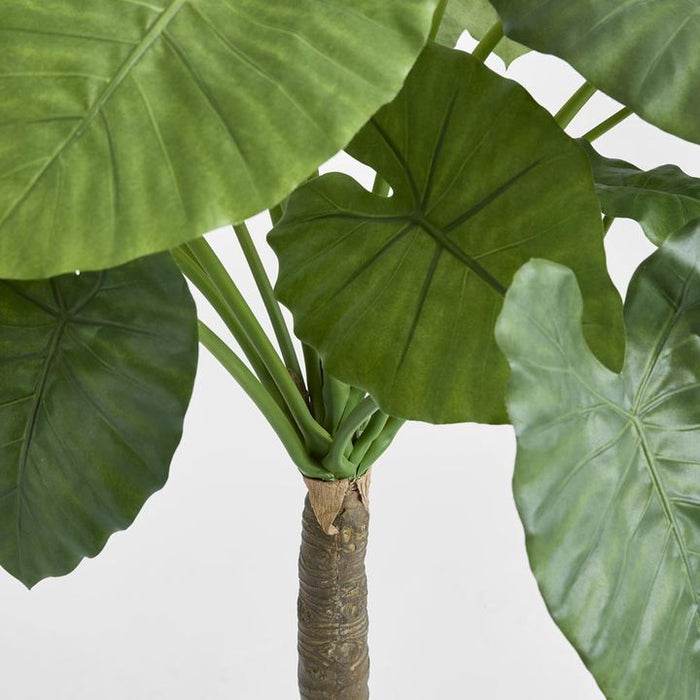 Alocasia Calidora Tree 135cm