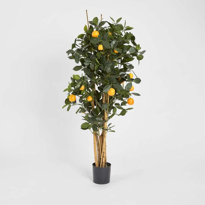 Golden Orange Tree 115cm