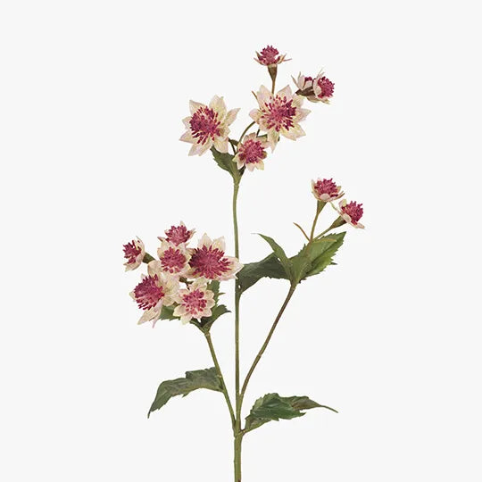 Astrantia Spray Pink Green 49cm - Pack of 24