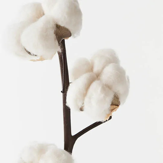 Cotton Spray Natural 90cm - Pack of 12