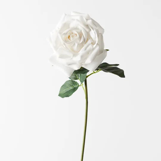 Rose Bella Winter White 37cm - Pack of 12