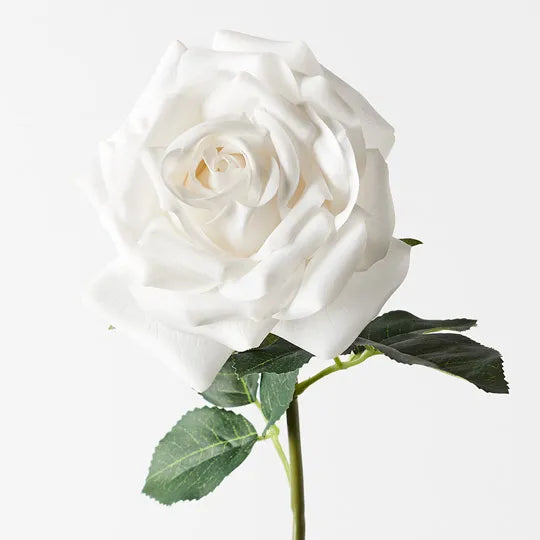 Rose Bella Winter White 37cm - Pack of 12