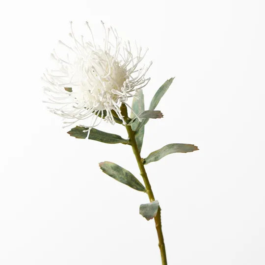 Protea Leucospermum White 63cm - Pack of 12