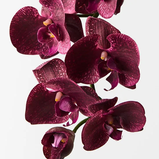 Orchid Phalaenopsis Spray Burgundy 92cm Pack of 12