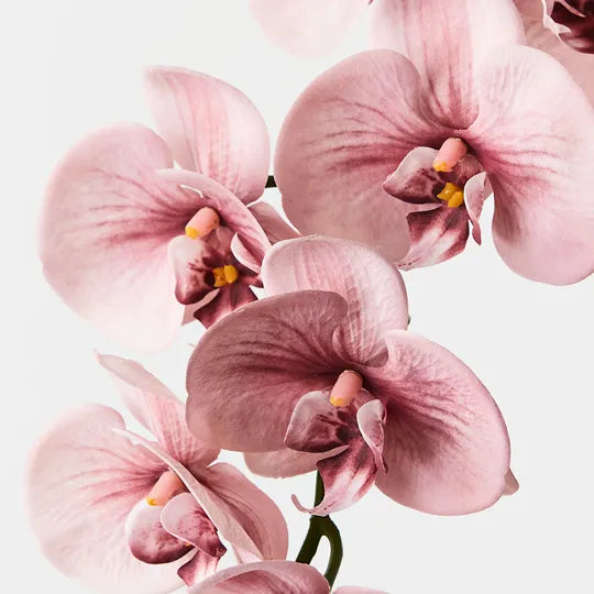 Orchid Phalaenopsis Spray Dusty Pink 92cm Pack of 12