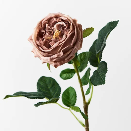 Rose Austin Coffee 72cm - Pack of 12