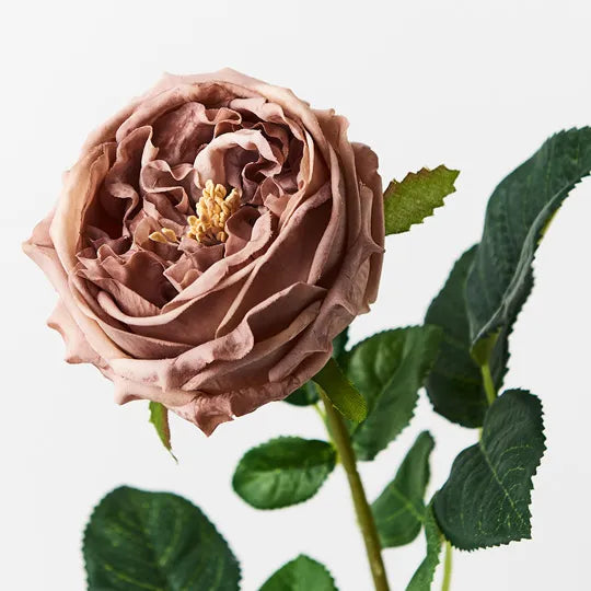 Rose Austin Coffee 72cm - Pack of 12